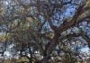 Santa Rosa Plateau Ecological Reserve agencies announce the reopening of the 9,000 acre reserve once the weather permits tree