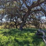 Santa Rosa Plateau Ecological Reserve agencies announce the reopening of the 9,000 acre reserve once the weather permits tree