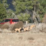 Feral dog packs terrorize Anza