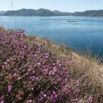 03-31-23-LOCAL-Diamond-Valley-Lake-SGphoto-1-768×512