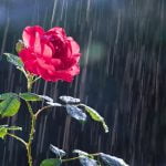 Rose Care FUNdamentals, April 2023