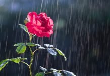 Rose Care FUNdamentals, April 2023