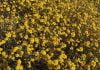 Wildflower super bloom occurs in Anza