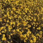 Wildflower super bloom occurs in Anza