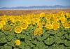 War, water affect state plantings of sunflower crop