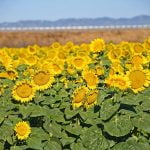 War, water affect state plantings of sunflower crop