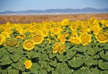 War, water affect state plantings of sunflower crop