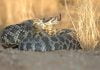 Rattlesnake season is here
