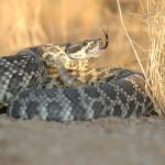 Rattlesnake season is here