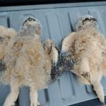 Owl poisonings on the increase in Anza