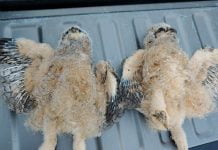 Owl poisonings on the increase in Anza