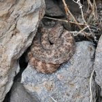 What to know about living in rattlesnake country