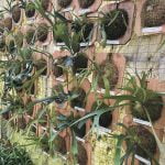 Through My Garden Gate: Jungle plants for your patio – The Staghorns