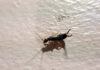 Winter rains bring springtime bug invasion