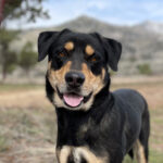 Living Free Animal Sanctuary dog of the week: Meet Jasper