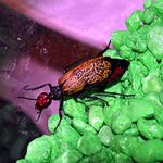 Iron Cross Blister Beetle warns of toxicity with color