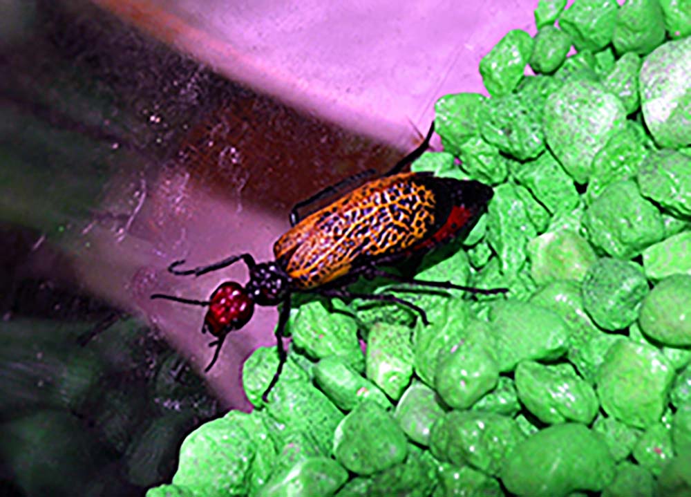Iron Cross Blister Beetle warns of toxicity with color Valley News