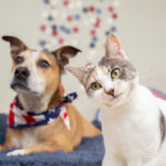 How to get pets through their least favorite holiday