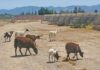 Sheep come to the AEC solar field