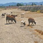 Sheep come to the AEC solar field