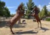 Anza Valley Chamber of Commerce announces installation of rearing stallion statues