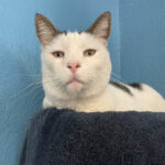 Living Free Animal Sanctuary cat of the week: Meet Phoenix
