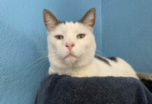 Living Free Animal Sanctuary cat of the week: Meet Phoenix