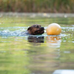 The heat is on: How to keep pets cool during heat waves