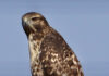 Aguanga photographer snaps images of a Red-tailed hawk