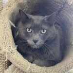 Living Free Animal Sanctuary pets of the week: Meet Prince Charming and Julia