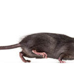 Rid your home of rats without poison