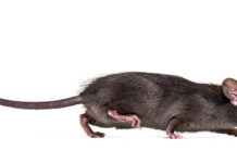 Rid your home of rats without poison