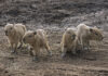 Four capybaras, the world’s largest rodents, born at the San Diego Zoo