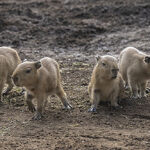 Four capybaras, the world’s largest rodents, born at the San Diego Zoo