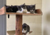 Riverside County Animal Services: Dozens of cats from a hoarding home are available for adoption