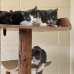 Riverside County Animal Services: Dozens of cats from a hoarding home are available for adoption