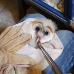 Aguanga resident rescues owlet