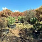 Riverside County Sheriff’s Department MET serves search warrant in Aguanga on property related to Homestead Fire