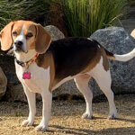 Beagle survives rattlesnake bite