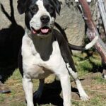 Living Free Animal Sanctuary dog of the week: Meet Lola