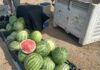 Sage Mountain Farm offers organic watermelons