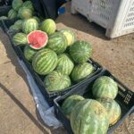 Sage Mountain Farm offers organic watermelons