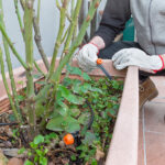 Rose Care FUNdamentals for September 2023