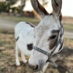 Sanctuary Stables celebrates Doug the Donkey with play day party