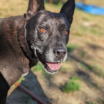 09-15-23-LOCAL-Animal of the Week-1