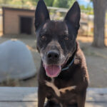 09-15-23-LOCAL-Animal of the Week-3