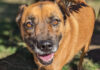 Living Free Animal Sanctuary dog of the week: Meet Rusty