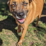 Living Free Animal Sanctuary dog of the week: Meet Rusty