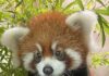 Three-month-old red panda cub at the San Diego Zoo named in time for International Red Panda Day
