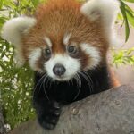 Three-month-old red panda cub at the San Diego Zoo named in time for International Red Panda Day